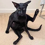 Larry is registered to the contest to win money with this photo: animal, black_cat, carpet, cat, cute, domestic_cat, ears, feline, floor, funny_pose, furniture, indoor, paw, pet, raised_leg, sitting, table_leg, tail, wall, whiskers