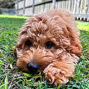 Ollie is registered to the contest to win money with this photo: puppy, dog, grass, outdoor, fence, brown_fur, curly_fur, pet, animal, cute, closeup, nature, playful, lying_down, young_dog, snout, ears, daylight, background_blur, greenery