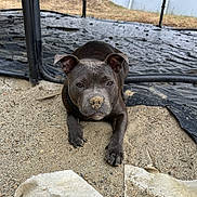 Azur participe au concours pour gagner de l'argent avec cette photo : animal, background, black_dog, canine, close_up, collar, daylight, dirt, dog, ears, grass, lying_down, metal_frame, nature, outdoor, pet, resting, sand, snout, yard