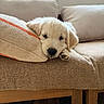Les Truffes participe au concours pour gagner de l'argent avec cette photo : puppy, dog, golden_retriever, sleepy, cute, animal, pet, portrait, indoors, chair, couch, cushion, pillow, furniture, cream_colored, floppy_ears, paw, resting, cozy, home