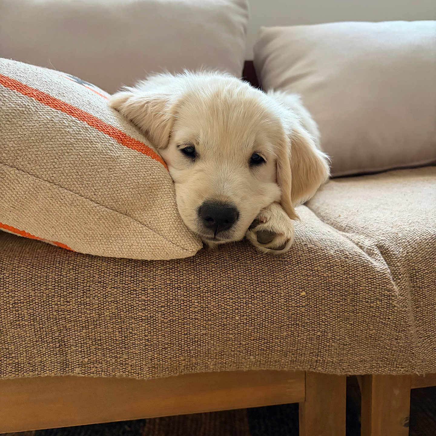 Les Truffes participe au concours pour gagner de l'argent avec cette photo : puppy, dog, golden_retriever, sleepy, cute, animal, pet, portrait, indoors, chair, couch, cushion, pillow, furniture, cream_colored, floppy_ears, paw, resting, cozy, home