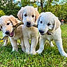 puppies, dogs, golden_retriever, three_dogs, animals, young_animals, fluffy, cream_colored, grass, outdoors, backyard, trees, nature, playground, sticks, chewing, sitting, standing, close_up, adorable