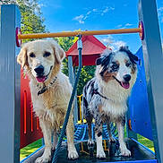 Thara Et Mia participe au concours pour gagner de l'argent avec cette photo : animal, canine, collie, dog, dogbed, fitness, gym, outdoorplayarea, outdoors, person, pet, play, playarea, puppy, sport, terrier, walkingdog, workingout