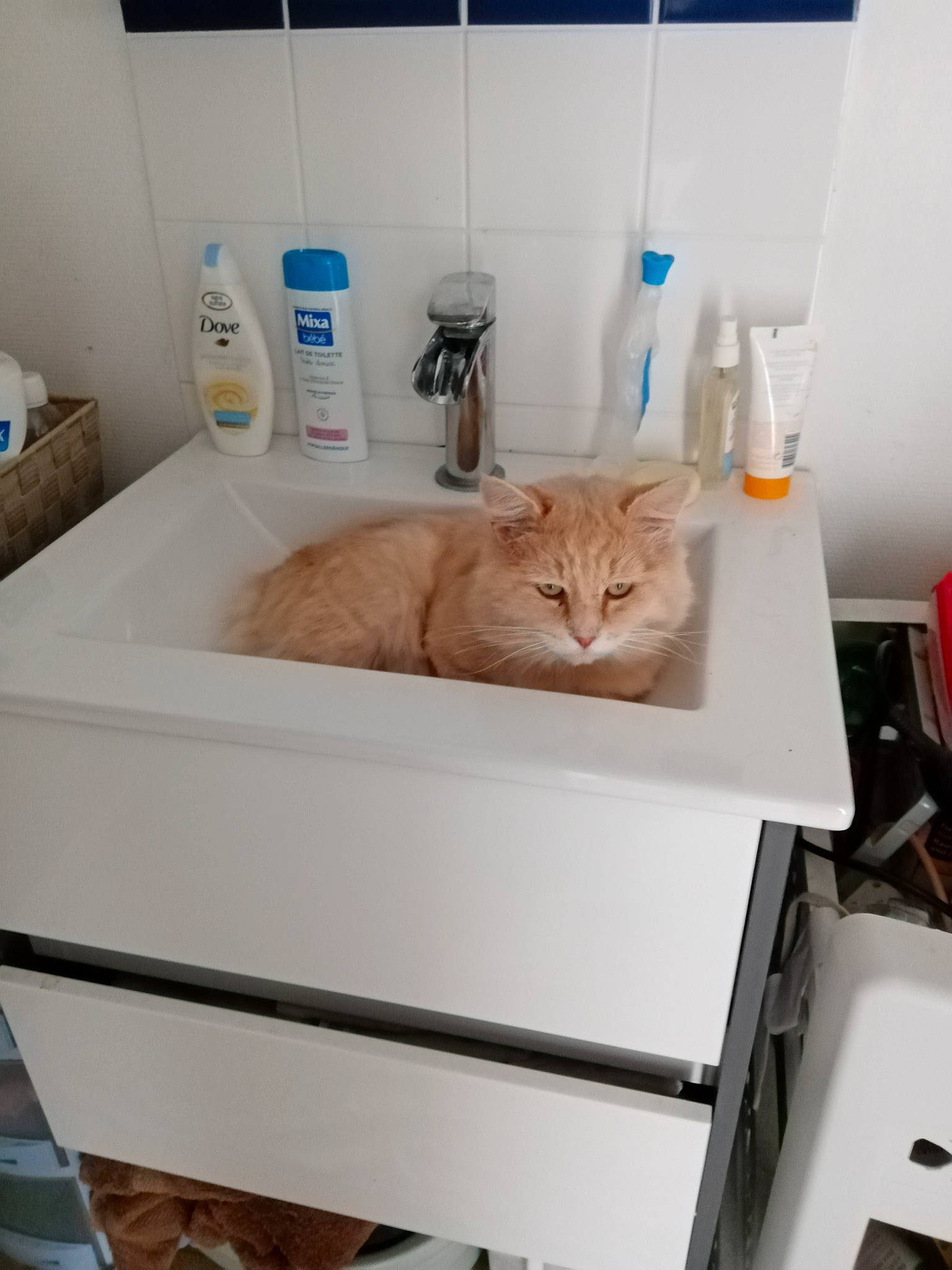 Donald a rejoint le concours — aidez-le/la à gagner de superbes lots ! carnivore, cat, clothes_dryer, domestic_short_haired_cat, european_shorthair, felidae, furniture, home_appliance, kitchen_appliance, major_appliance, room, sink, small_to_medium_sized_cats, washing_machine, whiskers