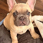 Capuccino joined the competition — help win amazing prizes! adorable, animal, blanket, brown, close_up, cute, dog, ears, french_bulldog, fur, indoor, looking_at_camera, pet, portrait, puppy, sitting, texture, wide_eyes, wood_floor, young