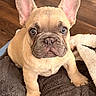 adorable, animal, blanket, brown, close_up, cute, dog, ears, french_bulldog, fur, indoor, looking_at_camera, pet, portrait, puppy, sitting, texture, wide_eyes, wood_floor, young