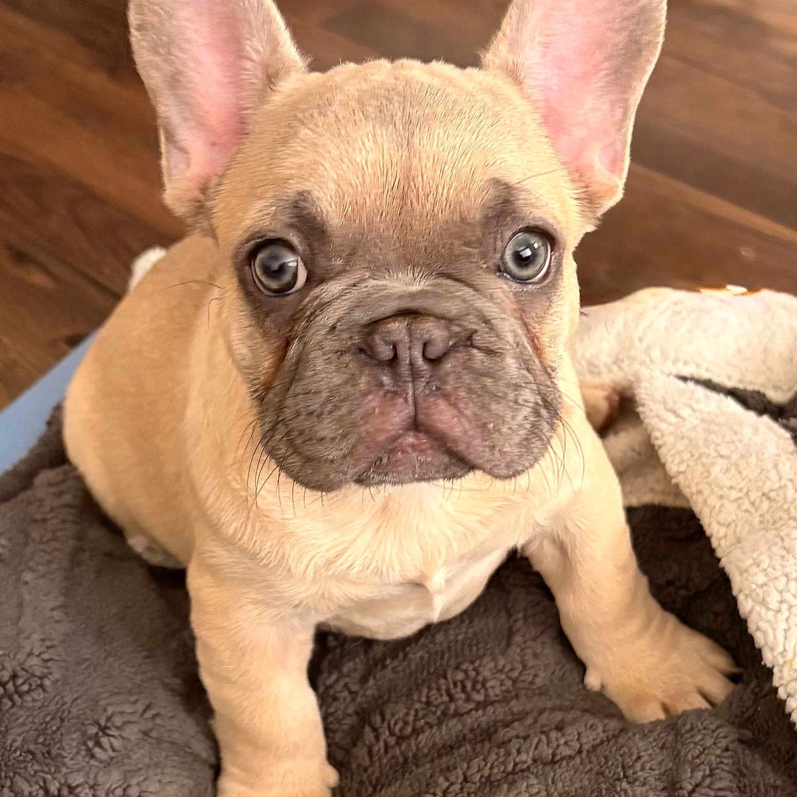 Capuccino joined the competition — help win amazing prizes! adorable, animal, blanket, brown, close_up, cute, dog, ears, french_bulldog, fur, indoor, looking_at_camera, pet, portrait, puppy, sitting, texture, wide_eyes, wood_floor, young