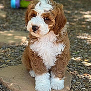 Ginger joined the competition — help win amazing prizes! puppy, dog, brown, white, curly_fur, sitting, outdoor, wood_chips, stone_slab, cute, pet, young_dog, fluffy, animal, nature, small, adorable, fur, portrait, daylight