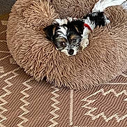 Eva Grace is registered to the contest to win money with this photo: puppy, dog, pet_bed, fluffy, black_and_white, red_collar, indoor, carpet, patterned_rug, relaxed, cute, small_dog, resting, cozy, animal, fur, laying_down, home, domestic, companion