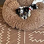 puppy, dog, pet_bed, fluffy, black_and_white, red_collar, indoor, carpet, patterned_rug, relaxed, cute, small_dog, resting, cozy, animal, fur, laying_down, home, domestic, companion