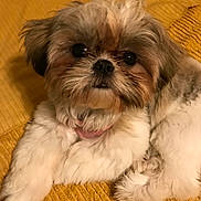 Zoe Marie is registered to the contest to win money with this photo: adorable, animal, close_up, companion, cozy, cute, cute_pet, dog, domestic_animal, fluffy, fur, indoor, looking_at_camera, lying_down, pet, portrait, relaxed, shih_tzu, small_dog, yellow_blanket