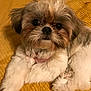 adorable, animal, close_up, companion, cozy, cute, cute_pet, dog, domestic_animal, fluffy, fur, indoor, looking_at_camera, lying_down, pet, portrait, relaxed, shih_tzu, small_dog, yellow_blanket