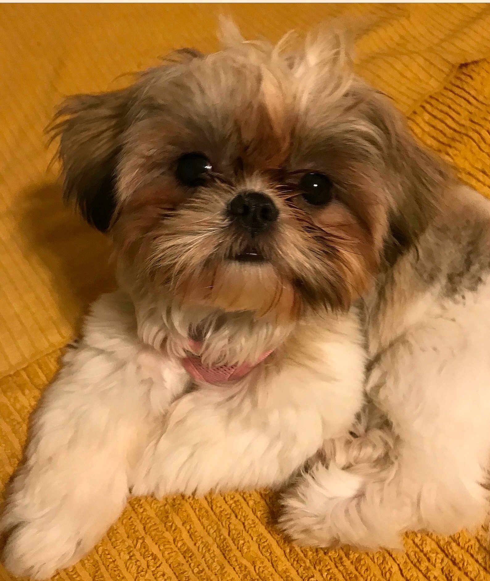 Zoe Marie is registered to the contest to win money with this photo: adorable, animal, close_up, companion, cozy, cute, cute_pet, dog, domestic_animal, fluffy, fur, indoor, looking_at_camera, lying_down, pet, portrait, relaxed, shih_tzu, small_dog, yellow_blanket
