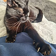 Panther joined the competition — help win amazing prizes! animal, black_cat, blanket, blue_fabric, cat, claw, claws, close_up, cozy, cute, feline, fur, indoor, mammal, paw, pet, relaxed, resting, stretching, whiskers
