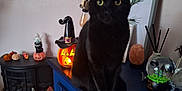 Panther is registered to the contest to win money with this photo: black, black_cat, blue_cabinet, cat, cozy, decorations, halloween, indoor, jack_o_lantern, lamp, orange, painting, pet, plant, pumpkin, skull, snow_globe, spooky, witch_hat, wood_floor