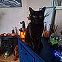 black, black_cat, blue_cabinet, cat, cozy, decorations, halloween, indoor, jack_o_lantern, lamp, orange, painting, pet, plant, pumpkin, skull, snow_globe, spooky, witch_hat, wood_floor