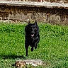 dog, black_dog, running, outdoor, grass, lawn, yard, animal, pet, canine, pointed_ears, open_mouth, tongue, motion, tree_stump, building, stone_wall, brick, daylight, portrait_orientation