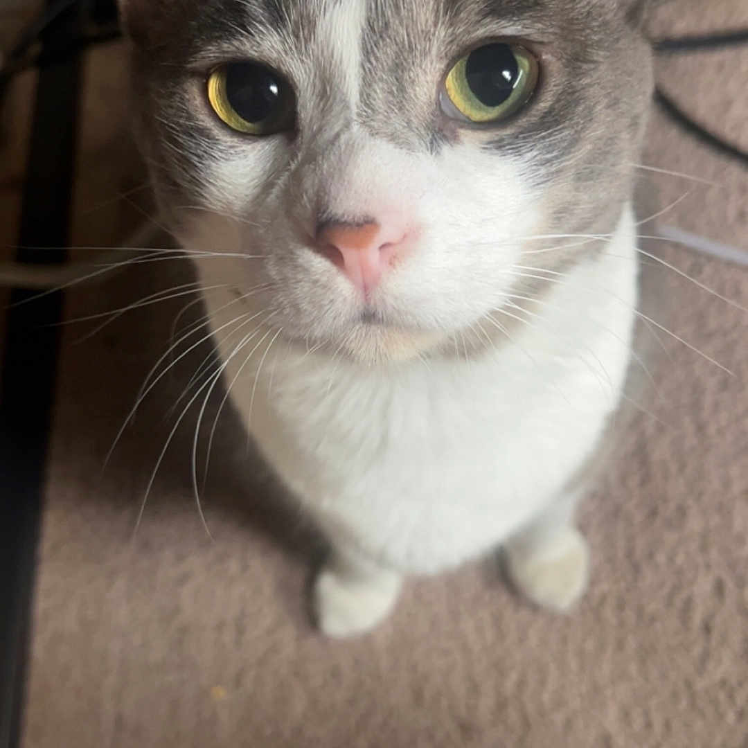 Bartholomew