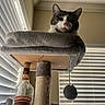 Bartholomew is registered to the contest to win money with this photo: cat, cat_tree, bottle, rum, window_blinds, indoor, pet, feline, perched, curious, gray, white, fur, toy_ball, rope, light, shadow, vertical_blinds, wall, ceiling
