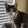 Bartholomew is registered to the contest to win money with this photo: cat, gray, white, chain, window_blinds, pet_bed, indoor, feline, whiskers, ears, fur, animal, portrait, domestic_cat, looking_at_camera, soft_light, close_up, sitting, curious, house