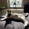 cat, indoor, sunlight, shadow, window, blinds, plant, table, furniture, relaxed, pet, animal, fur, white, gray, carpet, living_room, cozy, daylight, resting