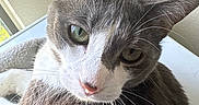 Bartholomew is registered to the contest to win money with this photo: cat, gray_cat, white_cat, pet, feline, whiskers, close_up, indoor, window_light, relaxed, animal, cute, fur, green_eyes, portrait, domestic_cat, resting, looking_at_camera, soft_light, calm