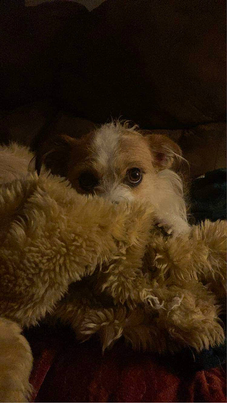 Brownie is registered to the contest to win money with this photo: canidae, carnivore, companion_dog, dog, dog_breed, ear, fawn, fur, maltepoo, non_sporting_group, paw, small_terrier, snout, sporting_group, terrestrial_animal, terrier, toy_dog, water_dog, whiskers, working_animal