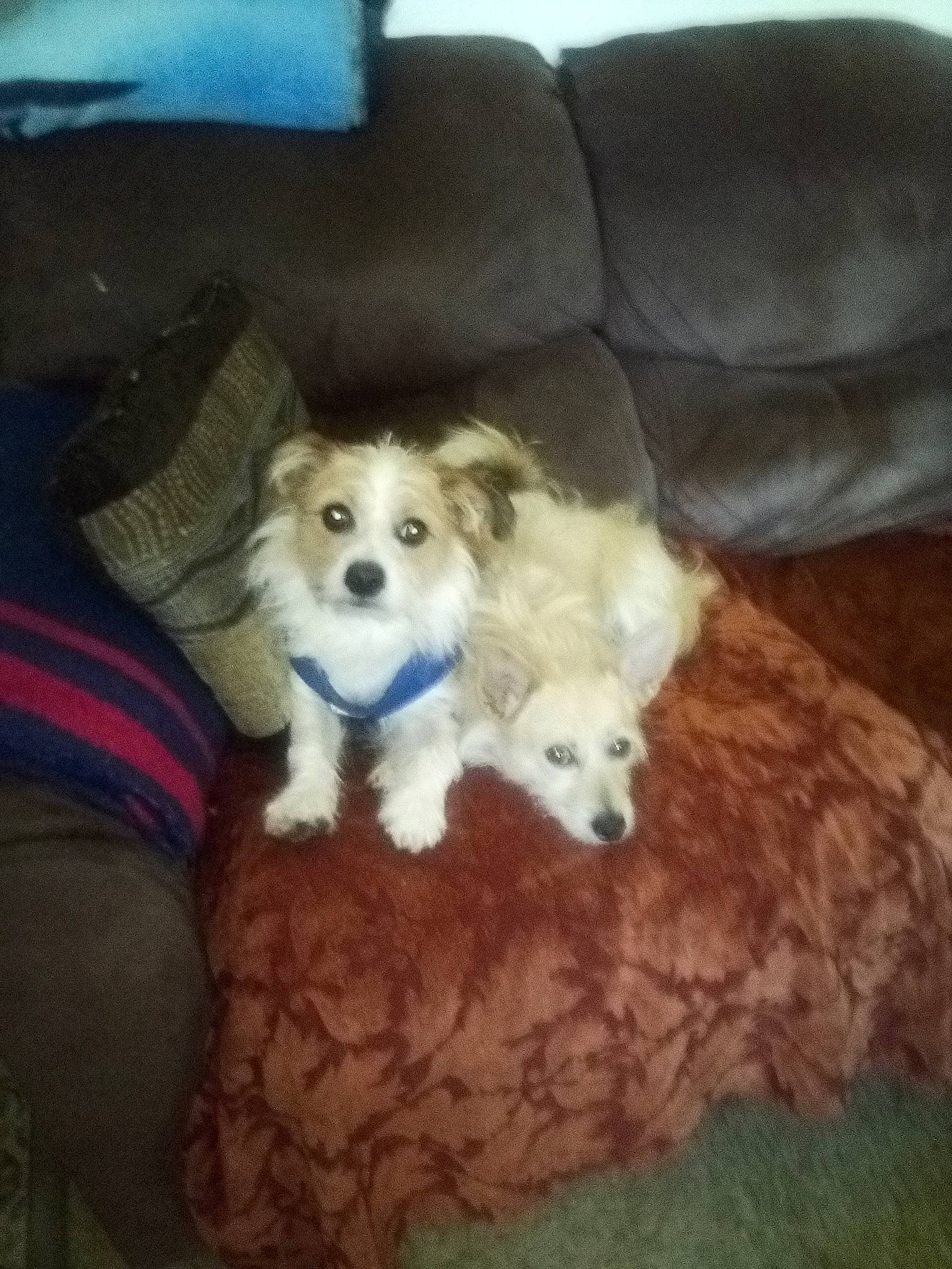 Annie is registered to the contest to win money with this photo: canidae, carnivore, comfort, companion_dog, couch, dog, dog_breed, fawn, flooring, fur, hardwood, paw, sitting, smile, sporting_group, terrestrial_animal, toy_dog, wood, working_animal