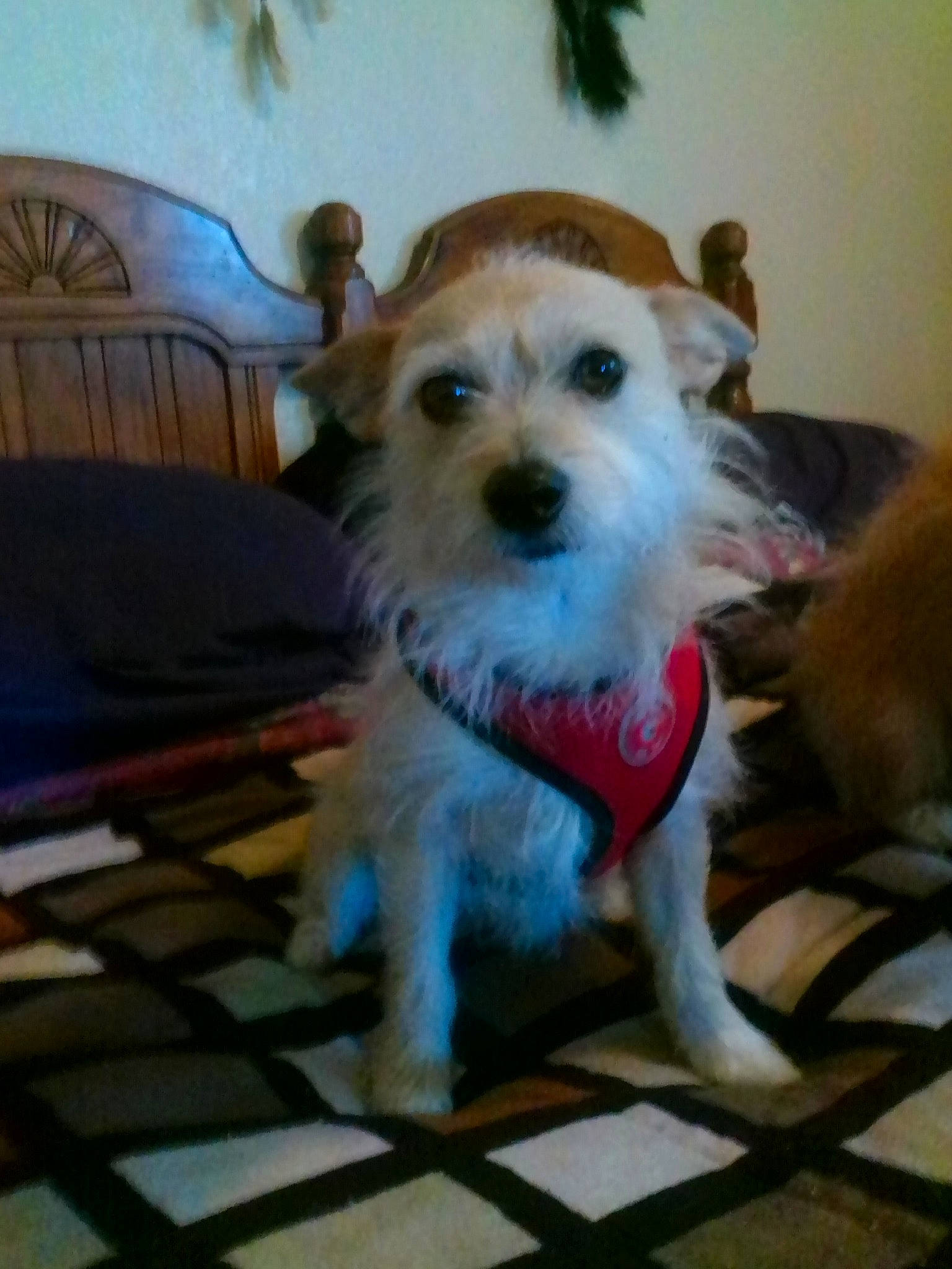 Annie joined the competition — help win amazing prizes! carnivore, chair, companion_dog, couch, dog, dog_breed, dog_clothes, dog_supply, fawn, flooring, fur, hardwood, picture_frame, small_terrier, snout, tail, terrier, toy_dog, whiskers, wood