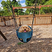Alberta Jean is registered to the contest to win money with this photo: dog, swing, playground, woodchips, fence, trees, sky, outdoor, pet, happy, tongue_out, fluffy, canine, daytime, sunny, park, nature, play, cute, animal