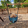 dog, swing, playground, woodchips, fence, trees, sky, outdoor, pet, happy, tongue_out, fluffy, canine, daytime, sunny, park, nature, play, cute, animal