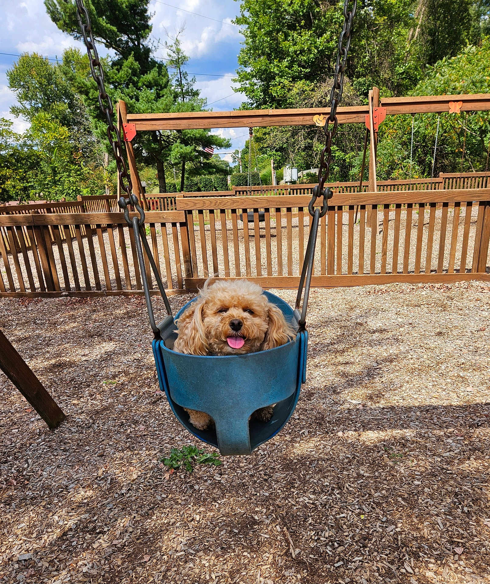 Alberta Jean is registered to the contest to win money with this photo: dog, swing, playground, woodchips, fence, trees, sky, outdoor, pet, happy, tongue_out, fluffy, canine, daytime, sunny, park, nature, play, cute, animal