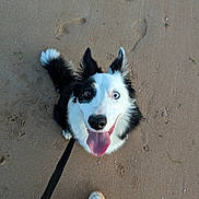 Ullya participe au concours pour gagner de l'argent avec cette photo : accessories, animal, canine, clothing, collie, dog, footwear, husky, leash, path, person, pet, puppy, runningshoe, shoe, sneaker, soil, strap, suede, walkway