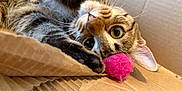 Shrimp joined the competition — help win amazing prizes! animal, cardboard_box, cat, close_up, curious, cute, domestic_cat, eye_contact, feline, fur, indoor, mischief, paw, pet, pink_ball, playful, relaxed, soft_texture, tabby, whiskers