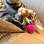 animal, cardboard_box, cat, close_up, curious, cute, domestic_cat, eye_contact, feline, fur, indoor, mischief, paw, pet, pink_ball, playful, relaxed, soft_texture, tabby, whiskers