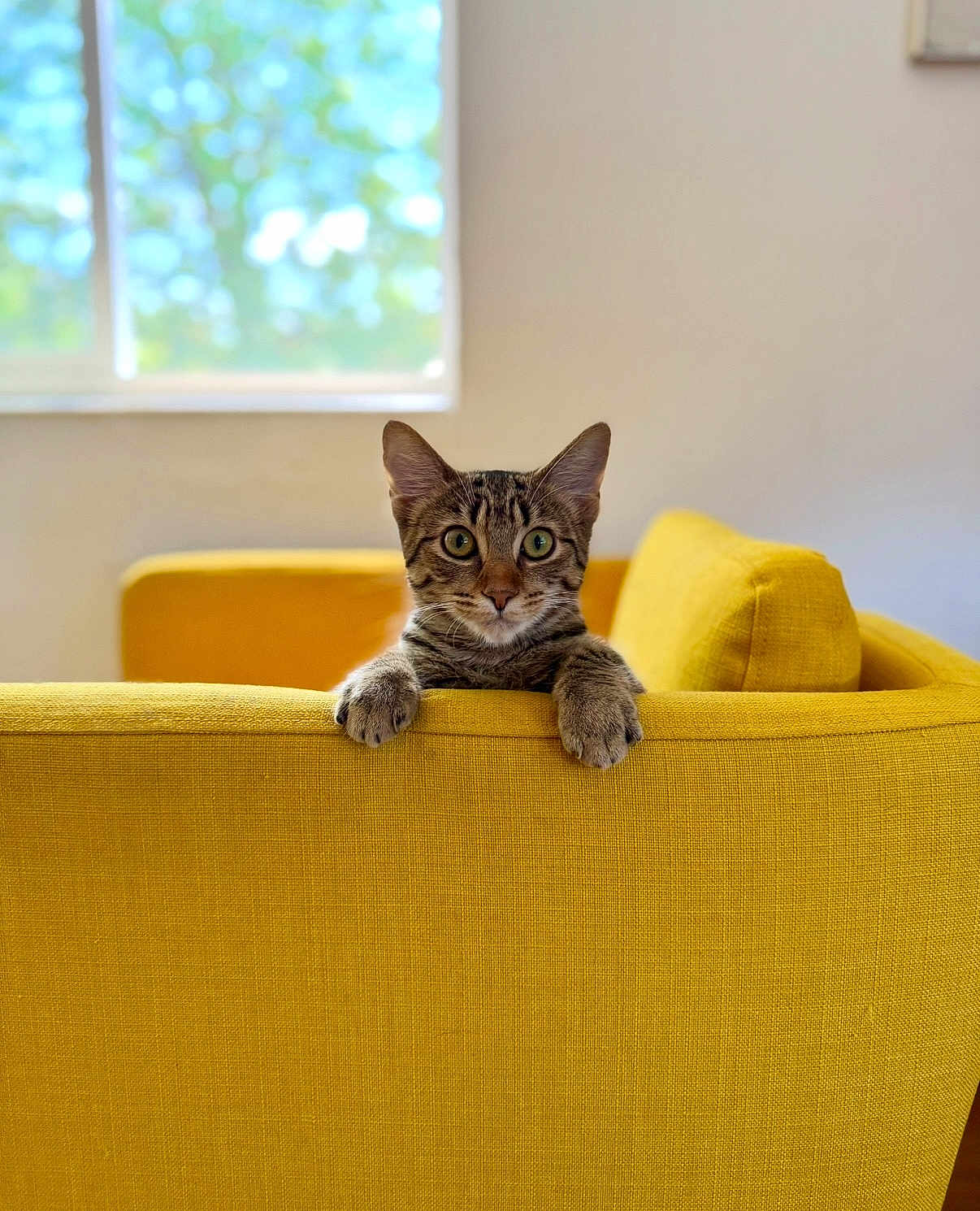 Shrimp is registered to the contest to win money with this photo: animal, cat, cozy, curious, domestic_animal, ears, face, furniture, home, indoor, kitten, living_room, natural_light, paw, pets, soft_focus, tabby, window, yellow_couch, young_cat