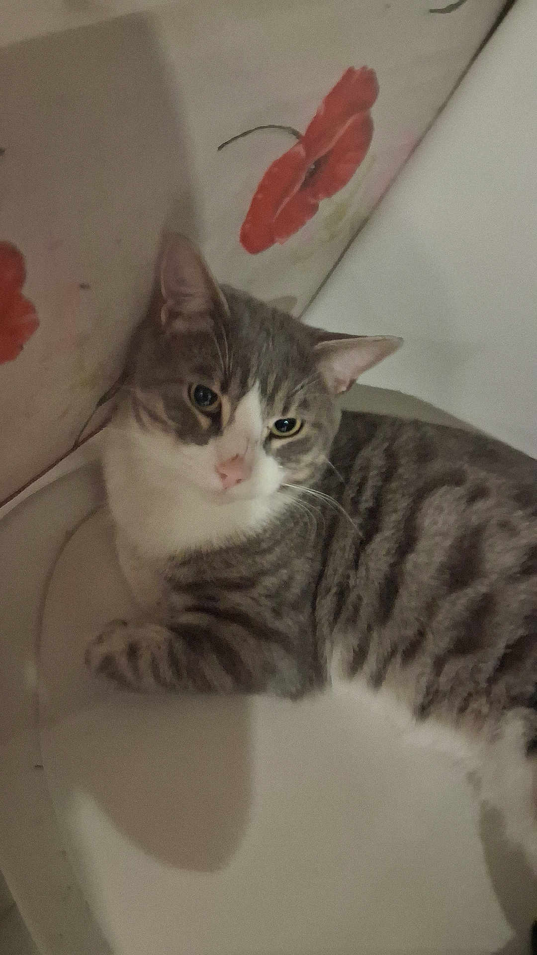 Flocon participe au concours pour gagner de l'argent avec cette photo : cat, tabby, animal, pet, indoor, white_surface, floral_wallpaper, relaxed, feline, striped, ears, whiskers, face, fur, closeup, resting, domestic, cute, home, comfort