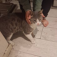 Flocon a rejoint le concours — aidez-le/la à gagner de superbes lots ! cat, grey_cat, white_cat, person, hands, bare_feet, wood_floor, indoor, home, pet, animal, feline, floor, casual, sleeves, holding, curious, calm, domestic, cozy