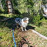 adventure, alpine, australian_shepherd, climbing_ladder, dog, fallen_log, fluffy, forest, grass, hiking, leash, mountains, nature, outdoors, portrait, sunlight, trail, trees, tricolor, woodland