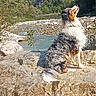 adventure, animal, black_and_white, blue_sky, dog, forest, landscape, long_hair, mountain_stream, mountains, nature, outdoors, pet, river, rocks, rocky_landscape, sitting, sunlight, trees, water