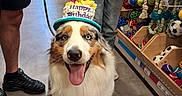 Aïko participe au concours pour gagner de l'argent avec cette photo : balls, birthday_hat, blue_eyes, brown_fur, dog, fluffy, happy_birthday, humans, indoor, leash, open_mouth, pet_store, pet_toys, portrait, ropes, sitting, soccer_balls, store_shelves, tongue, white_fur