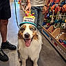 balls, birthday_hat, blue_eyes, brown_fur, dog, fluffy, happy_birthday, humans, indoor, leash, open_mouth, pet_store, pet_toys, portrait, ropes, sitting, soccer_balls, store_shelves, tongue, white_fur