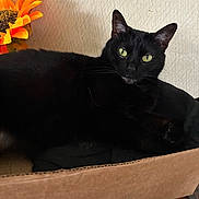 Stormy joined the competition — help win amazing prizes! animal, black_cat, box, cardboard, cat, closeup, cozy, cute, domestic_animal, feline, flower, green_eyes, indoor, looking, pet, relaxed, resting, sunflower, texture, wall