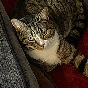 Tabby joined the competition — help win amazing prizes! animal, cat, closeup, comfortable, couch, cozy, curious, cushion, ears, feline, fur, green_eyes, home, indoor, pet, relaxed, resting, striped_fur, tabby, whiskers