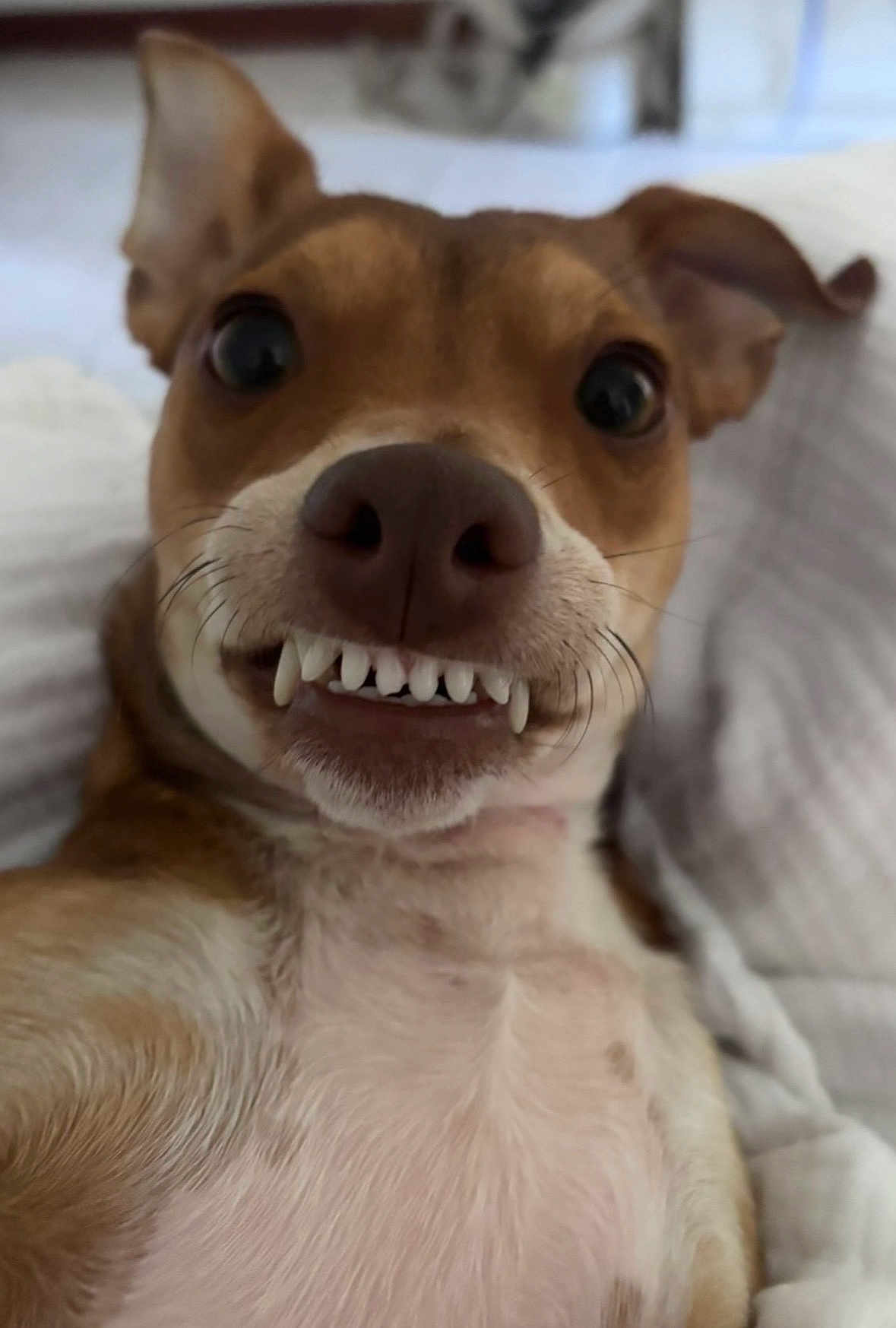 Red joined the competition — help win amazing prizes! dog, close_up, teeth, funny, pet, animal, brown, white, whiskers, nose, lying_down, indoors, blanket, cute, mischievous, face, expression, portrait, canine, fur