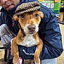 Red joined the competition — help win amazing prizes! dog, person, hat, brown_dog, pet_store, jacket, gray_pants, floor, sitting, holding, canine, cute, portrait, indoor, leash, face, eyes, snout, clothing, shopping