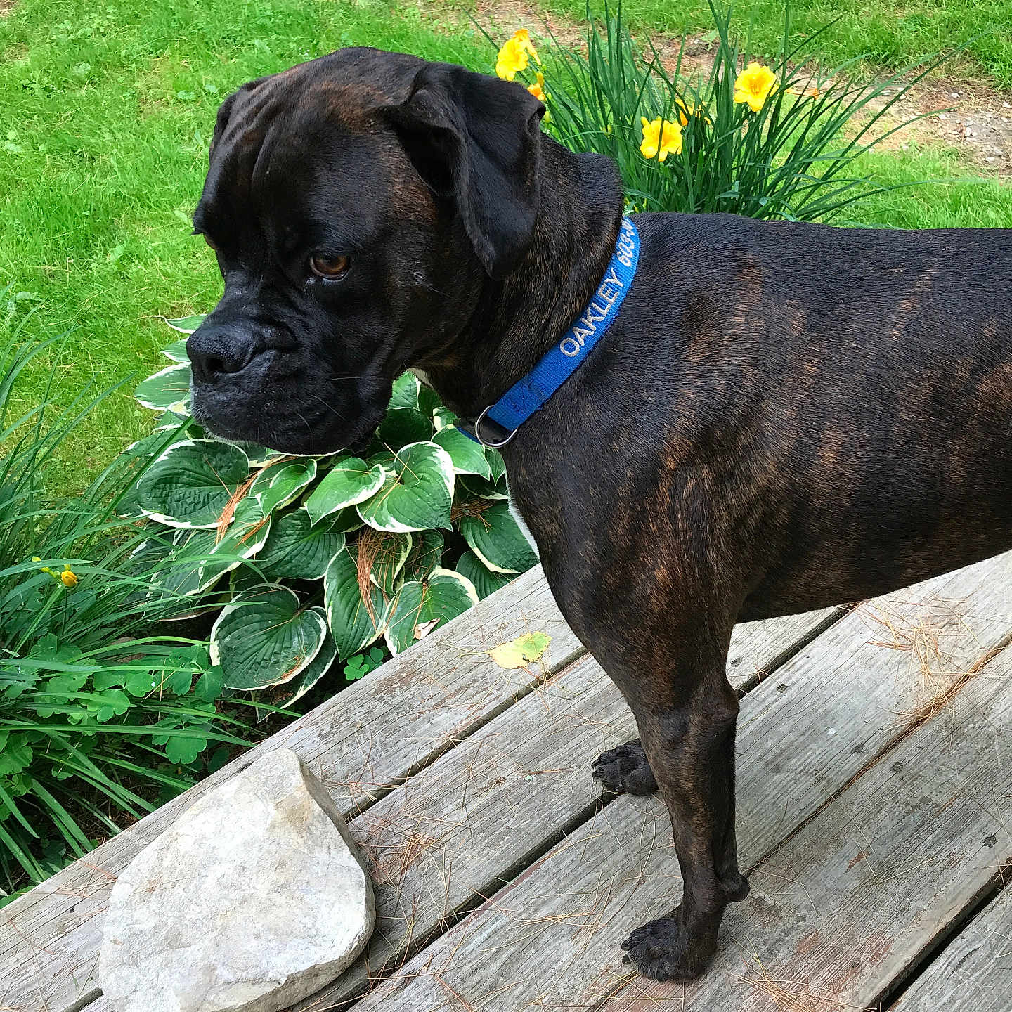 Oakley joined the competition — help win amazing prizes! dog, brindle, black_dog, standing, outdoors, garden, flowers, yellow_flowers, plants, grass, wooden_bridge, wooden_deck, stone, blue_collar, leash_collar, portrait, pet, animal, nature, backyard