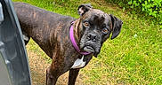 Oakley joined the competition — help win amazing prizes! dog, boxer, brindle, pet, animal, portrait, outdoor, forest, woodland, grass, foliage, greenery, pine_needles, standing, collar, purple_collar, short_hair, facial_expression, vehicle, nature