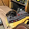Oakley joined the competition — help win amazing prizes! dog, boxer, pet, portrait, face, indoors, workshop, garage, blankets, bed, nap, resting, black_and_brown, wrinkled_face, sitting, shelving, power_tools, storage_bins, water_bottle, chair