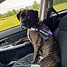 Oakley joined the competition — help win amazing prizes! dog, brindle_dog, boxer, pet, animal, car, car_interior, passenger_seat, harness, purple_harness, blanket, road_trip, travel, countryside, green_field, trees, mountains, outdoors, portrait, sitting